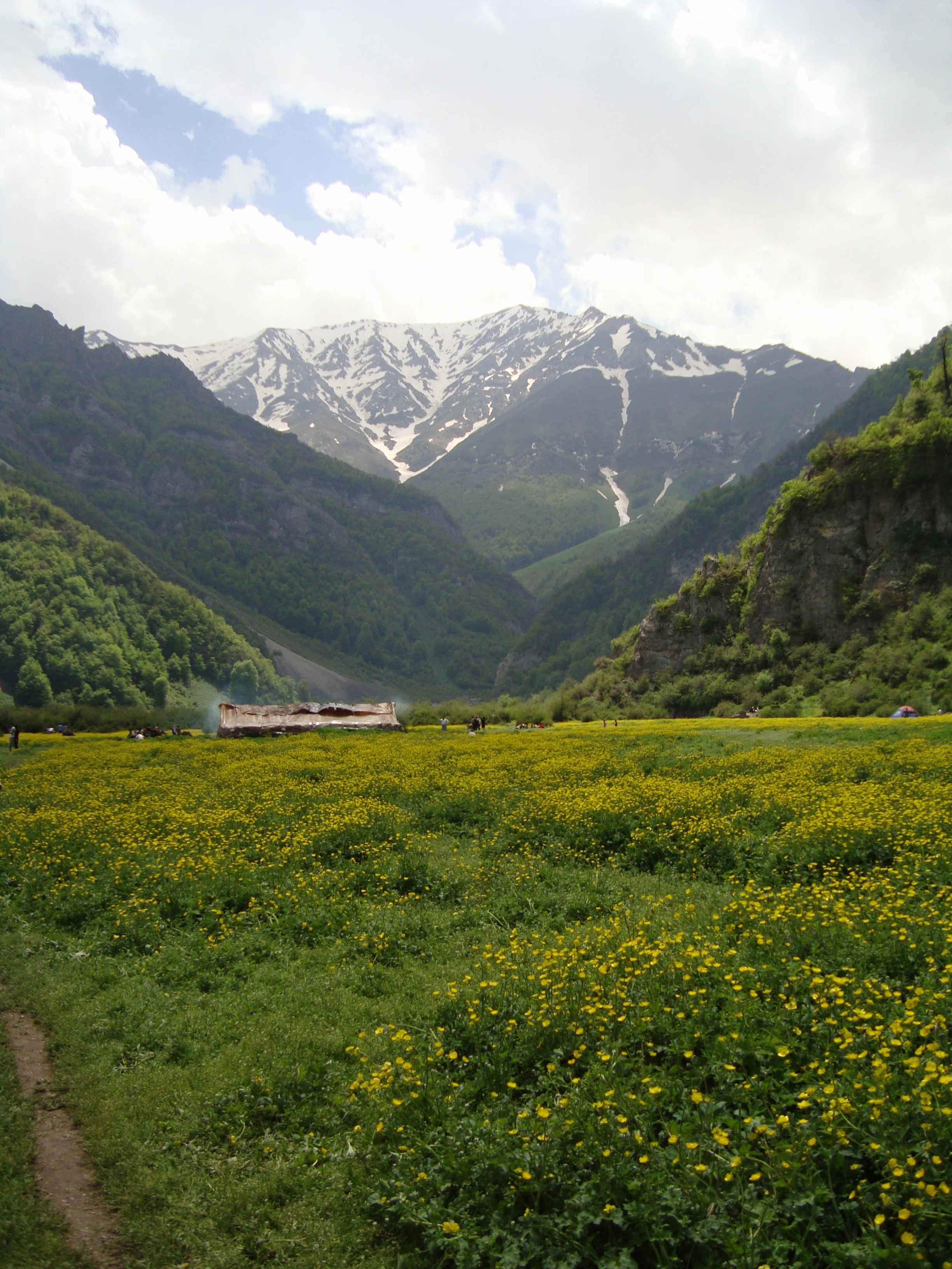 The Daryasar plain covered in yellow wildflowers below a peak