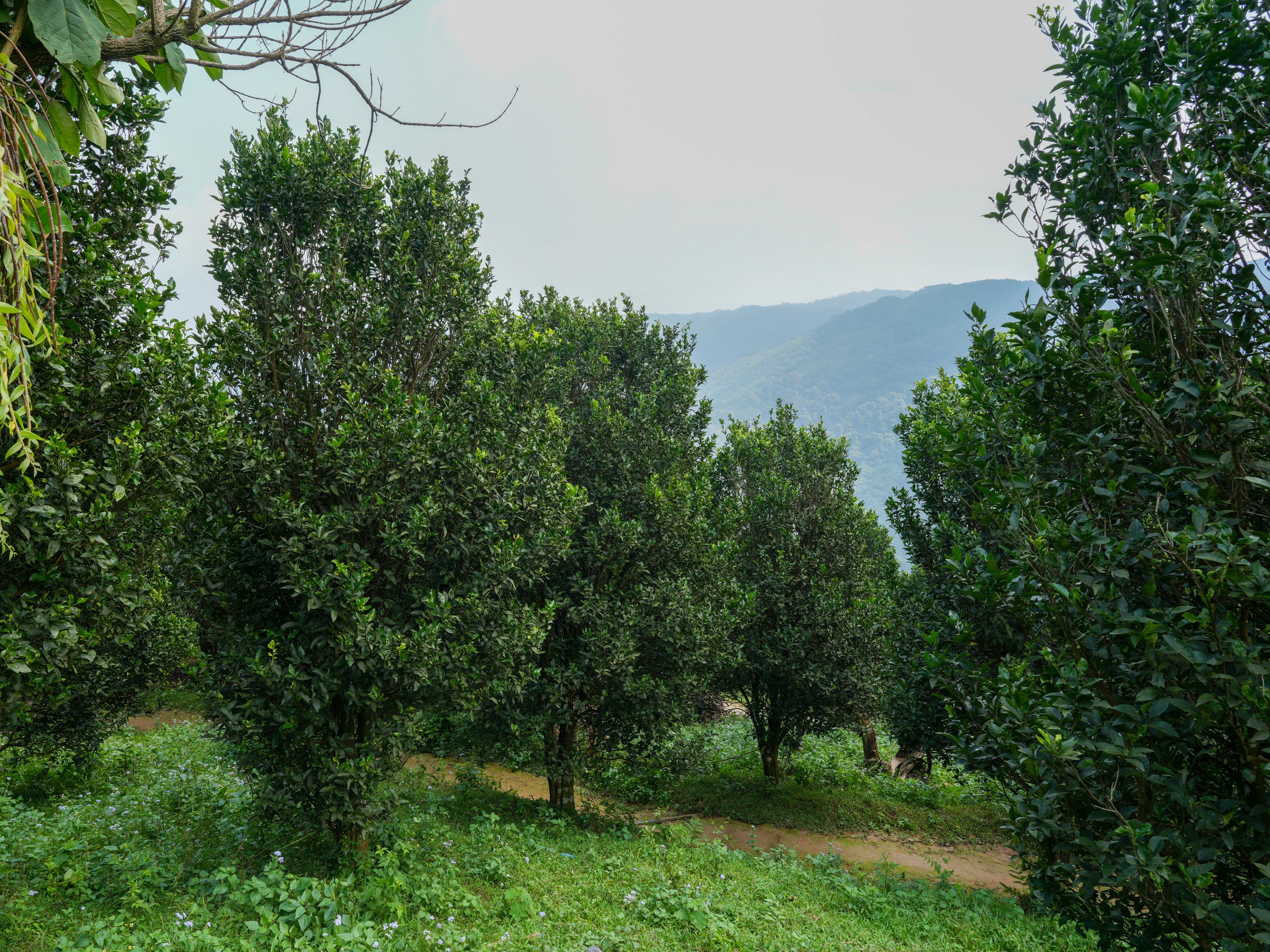 Orange trees in a citrus orchard