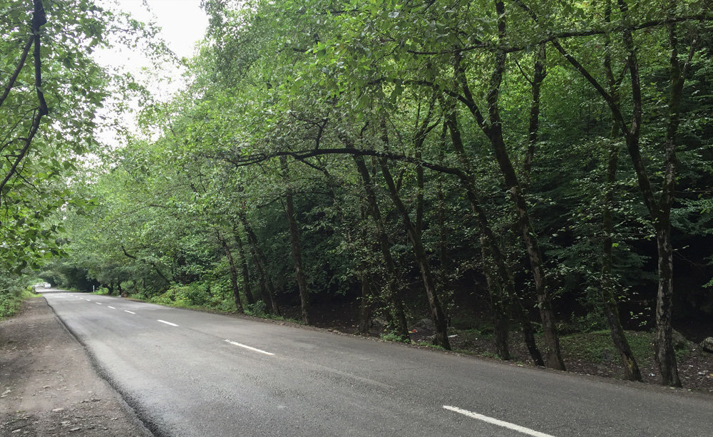 A road running under a closed forest canopy