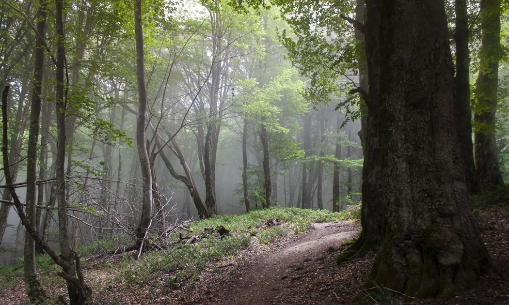 Hyrcanian forest canopy in morning mist